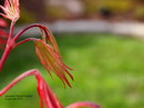 Japanese Maple
